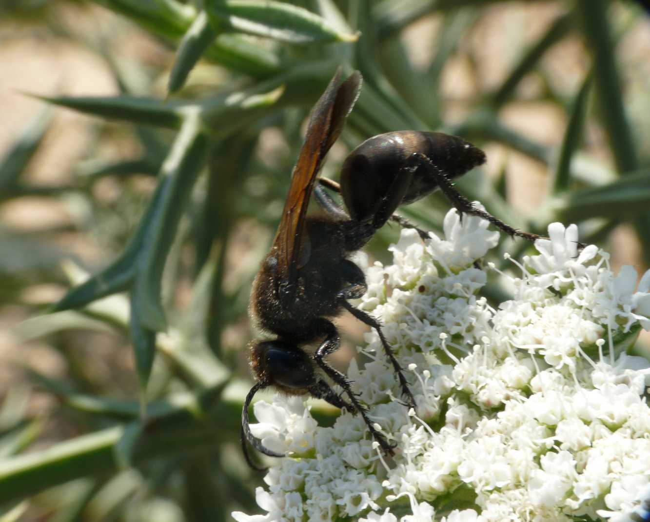 Grosso Sphex  nero